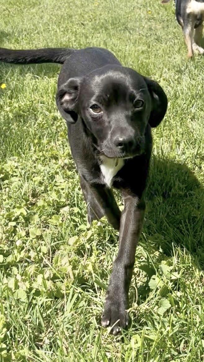 Chanel, an adopted mixed breed in Fairfax, VA image 5/5