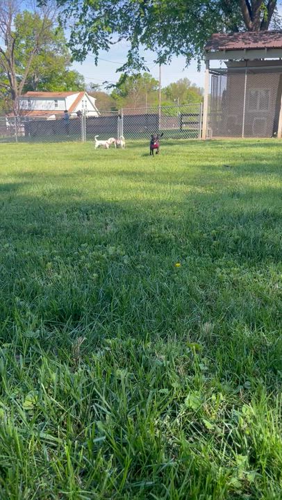 Enlarge Chanel, an adopted mixed breed in Fairfax, VA video 3/5