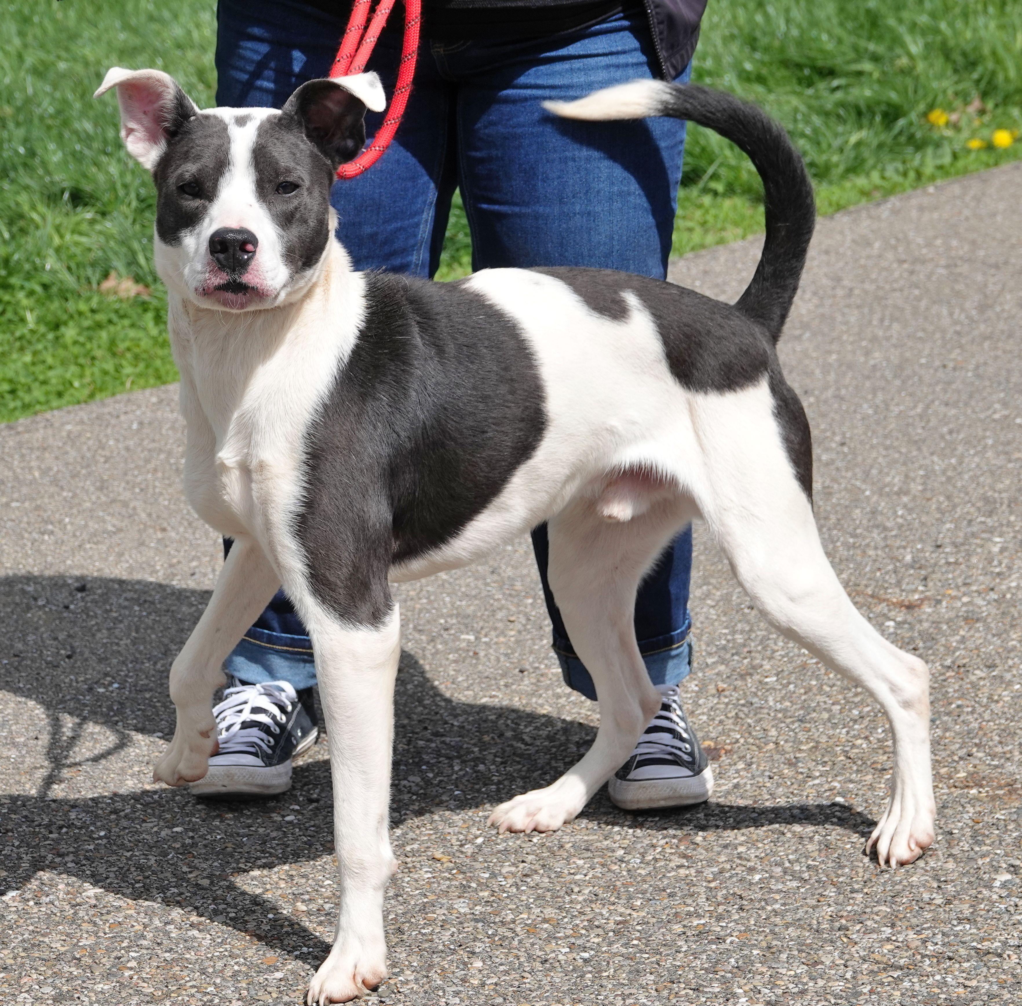 Enlarge Birch, a ADOPTABLE mixed breed in Millfield, OH image 2/4