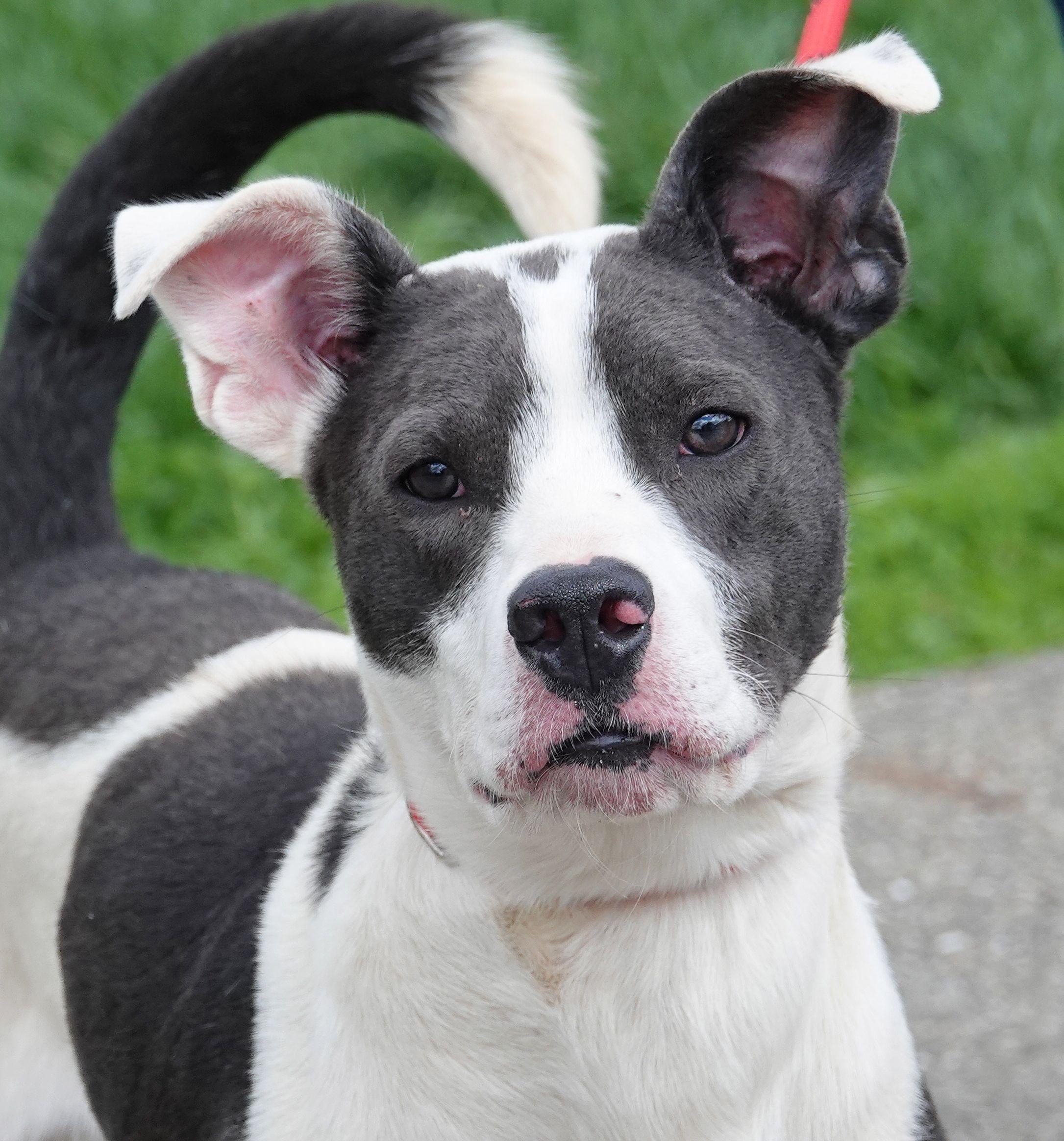 Birch, ADOPTABLE, Young Male Terrier.