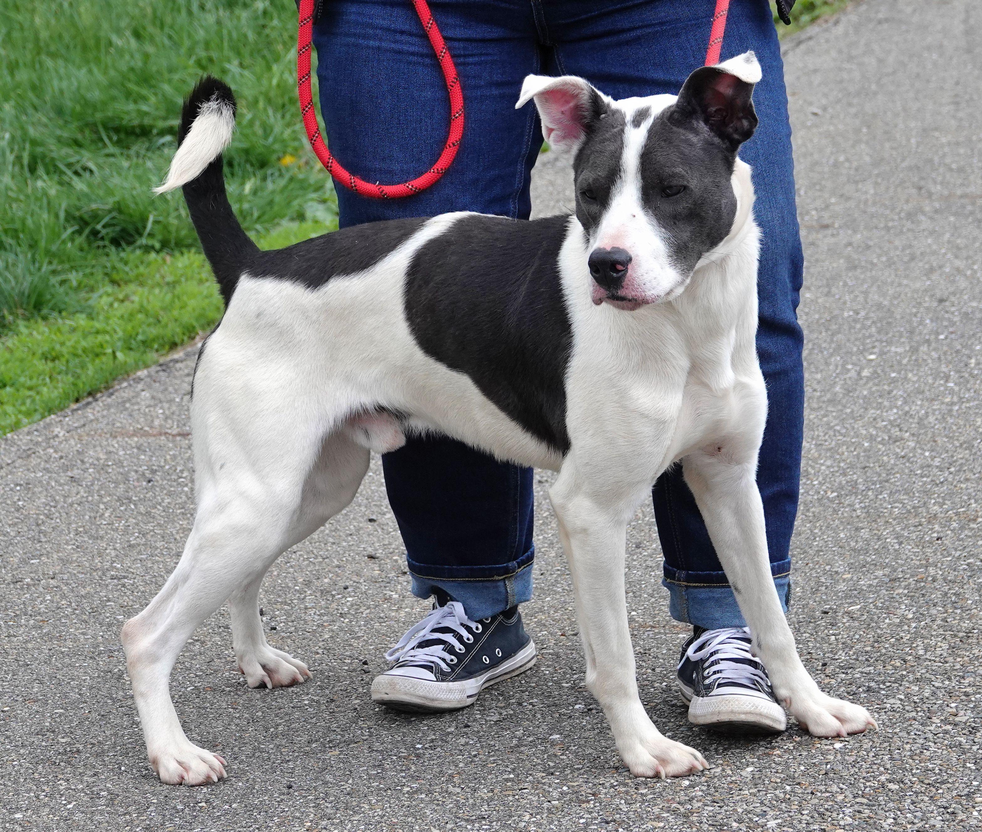 Enlarge Birch, a ADOPTABLE mixed breed in Millfield, OH image 3/4