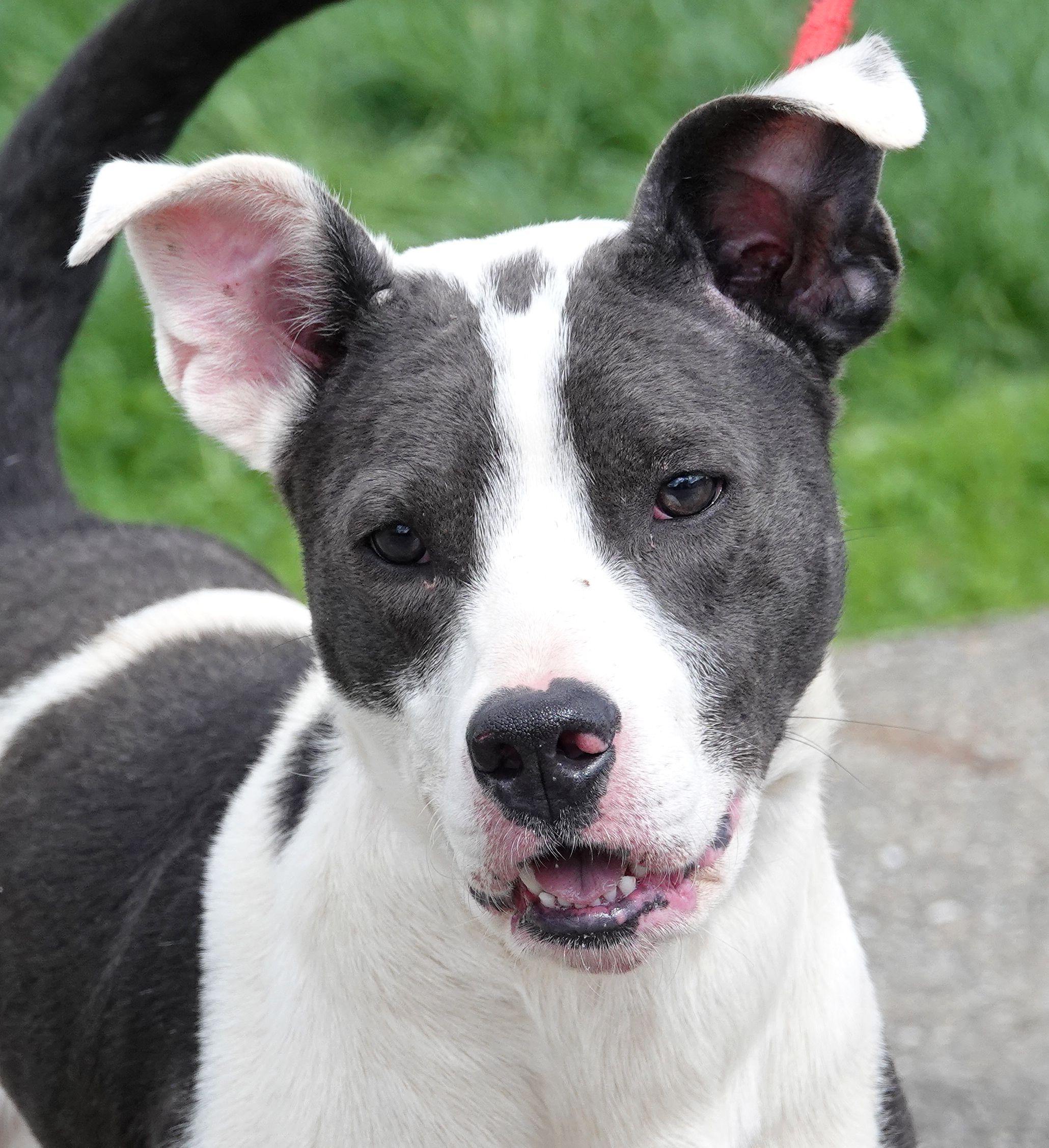 Enlarge Birch, a ADOPTABLE mixed breed in Millfield, OH image 4/4