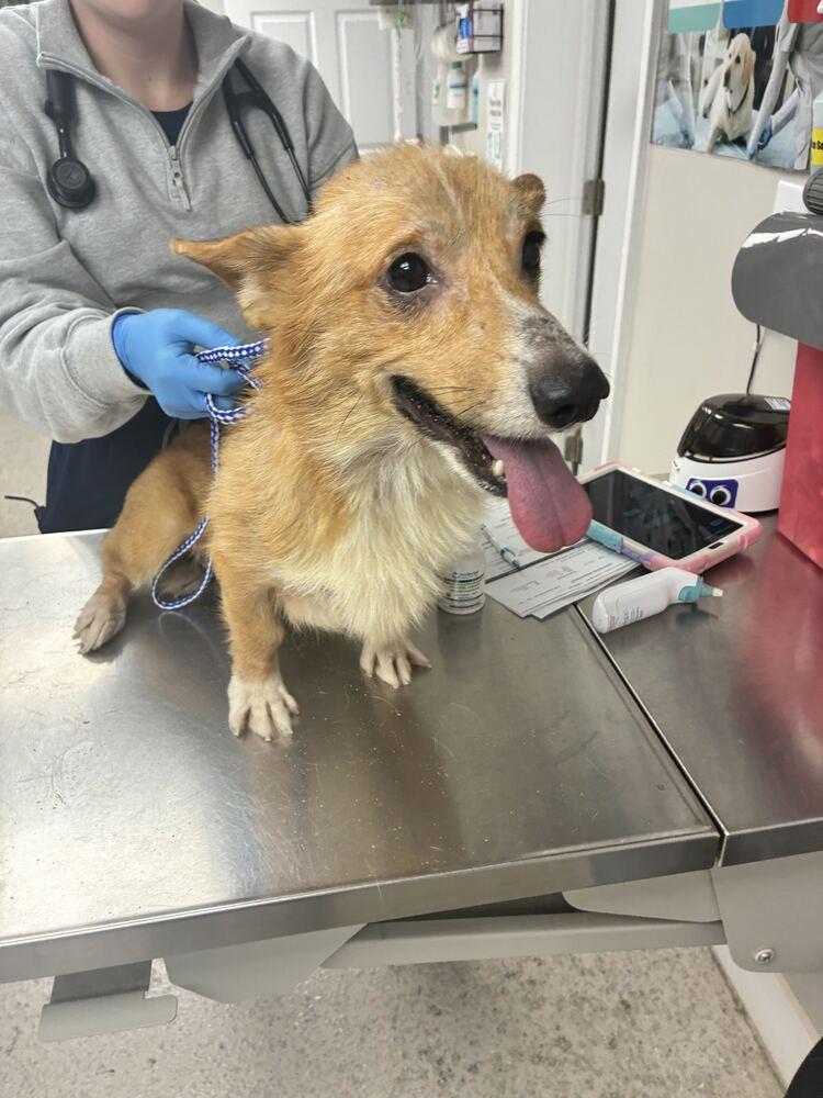Enlarge Kip, a Adoptable Cardigan Welsh Corgi in Marietta, GA image 1/3
