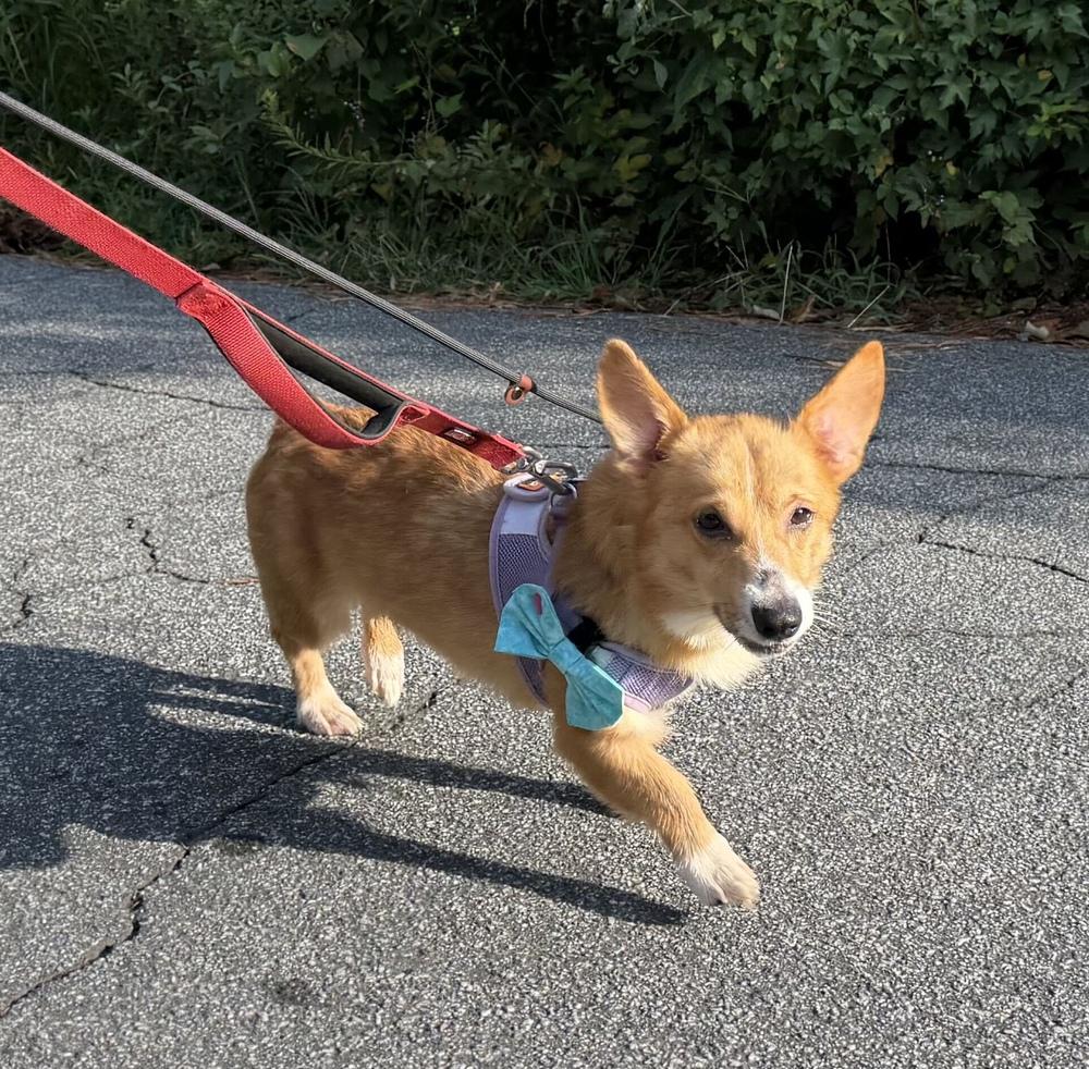 Enlarge Kip, a Adoptable Cardigan Welsh Corgi in Marietta, GA image 2/3