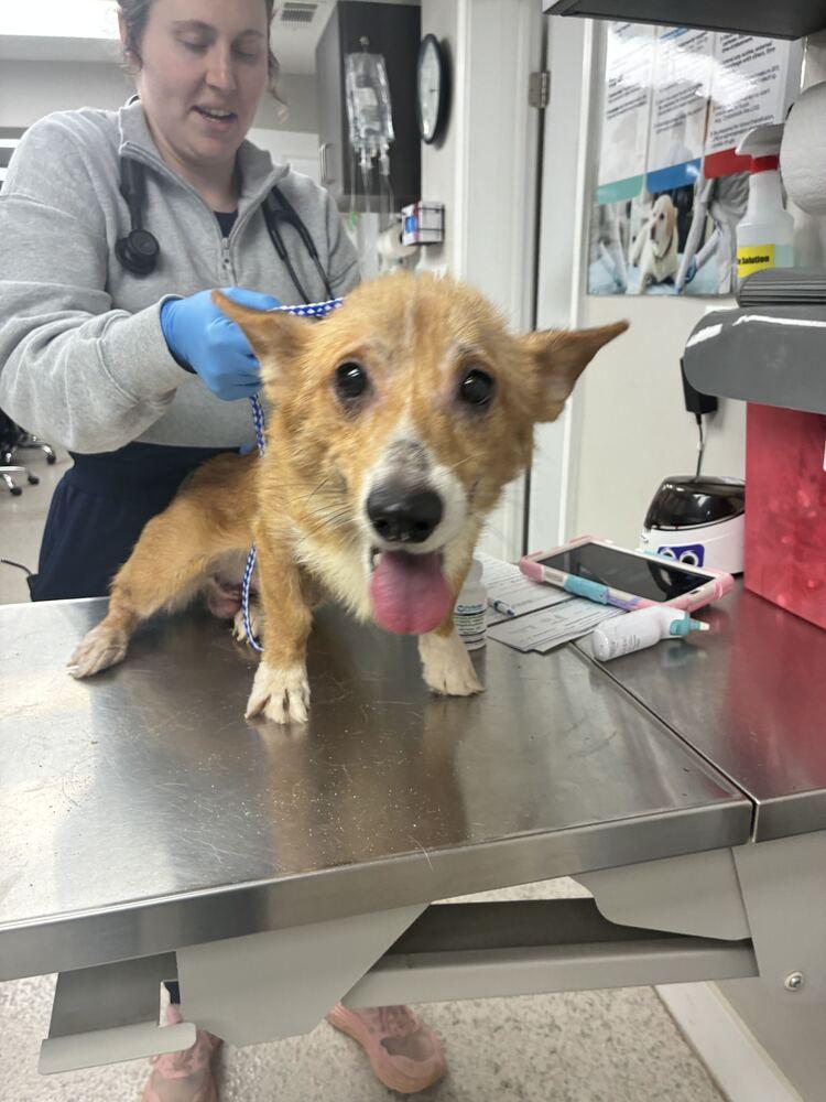 Enlarge Kip, a Adoptable Cardigan Welsh Corgi in Marietta, GA image 3/3