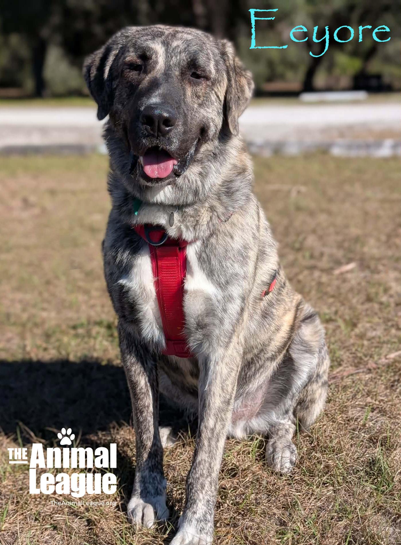 Enlarge Eeyore, a Adoptable mixed breed in Clermont, FL image 1/5