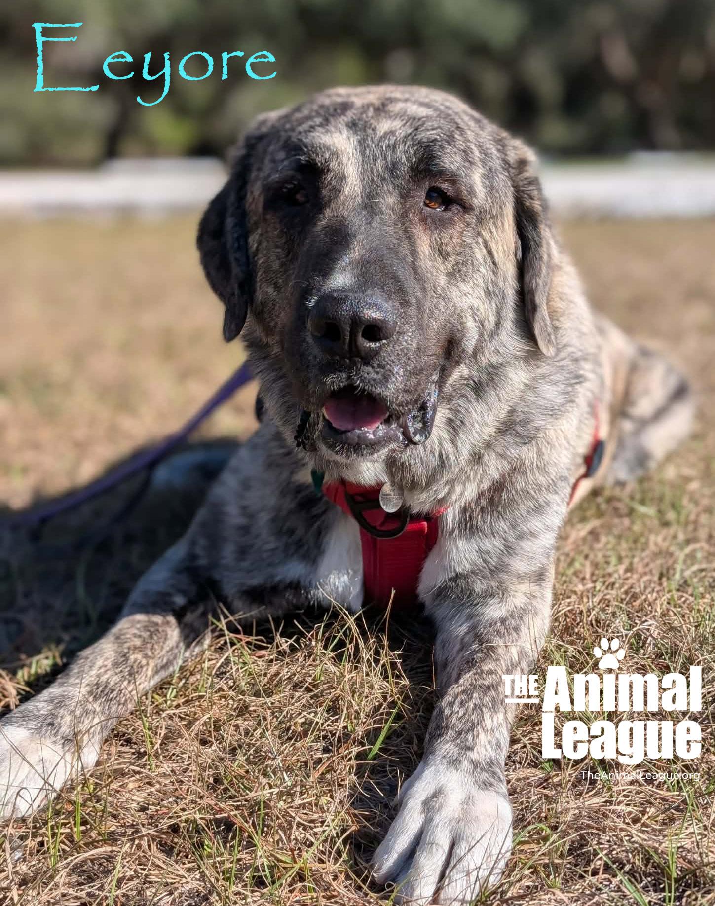 Enlarge Eeyore, a Adoptable mixed breed in Clermont, FL image 3/5