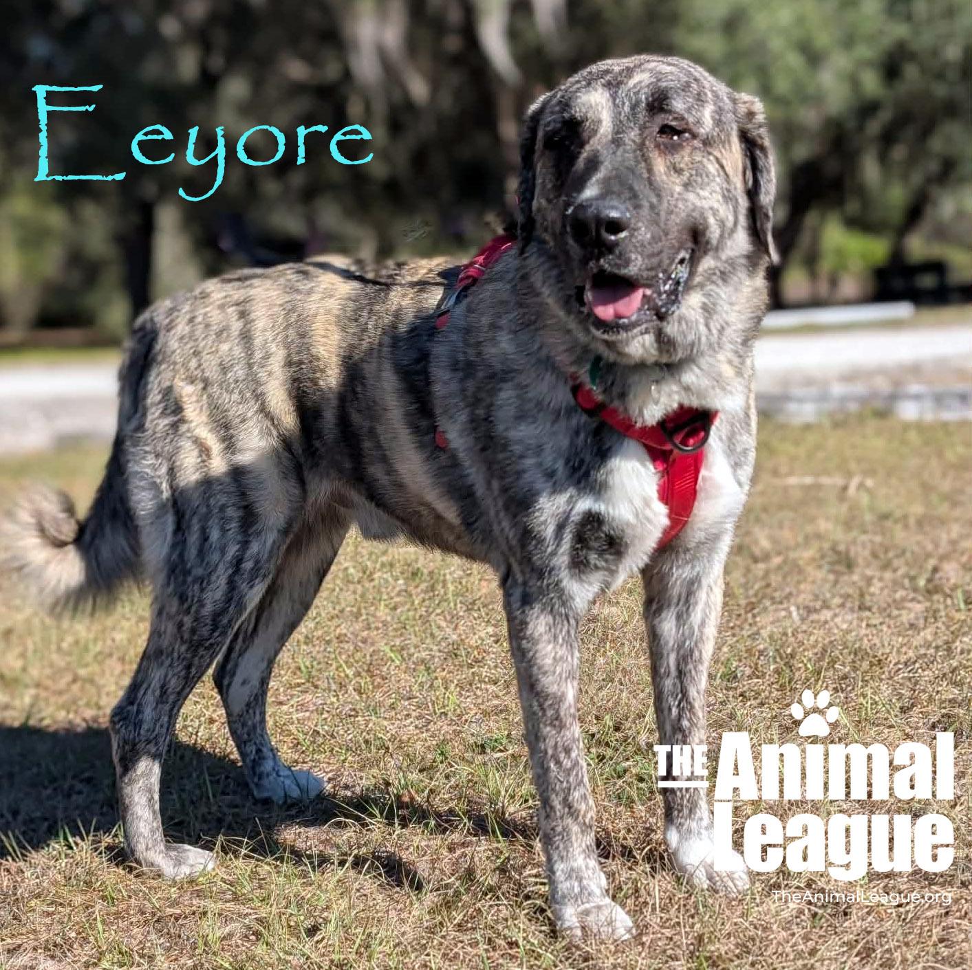 Enlarge Eeyore, a Adoptable mixed breed in Clermont, FL image 2/5