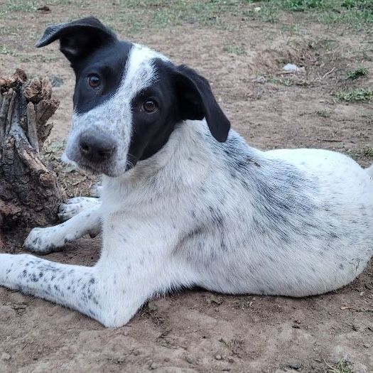 Enlarge Mateo, a Adoptable mixed breed in Billings, MT image 11/13