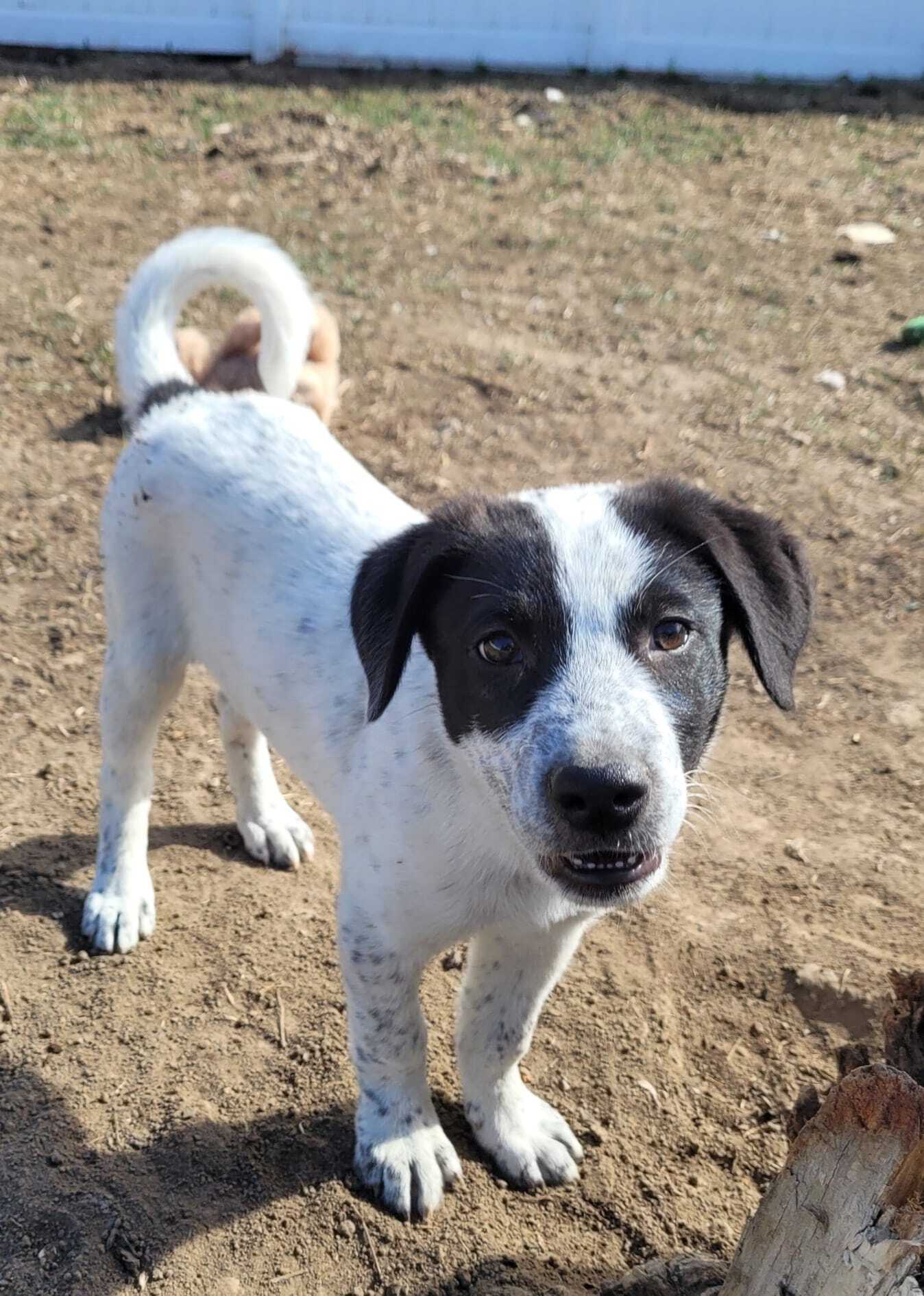 Enlarge Mateo, a Adoptable mixed breed in Billings, MT image 12/13