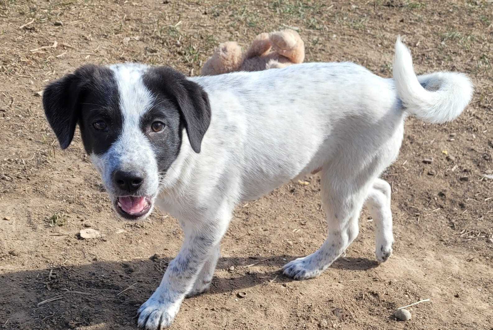 Enlarge Mateo, a Adoptable mixed breed in Billings, MT image 13/13