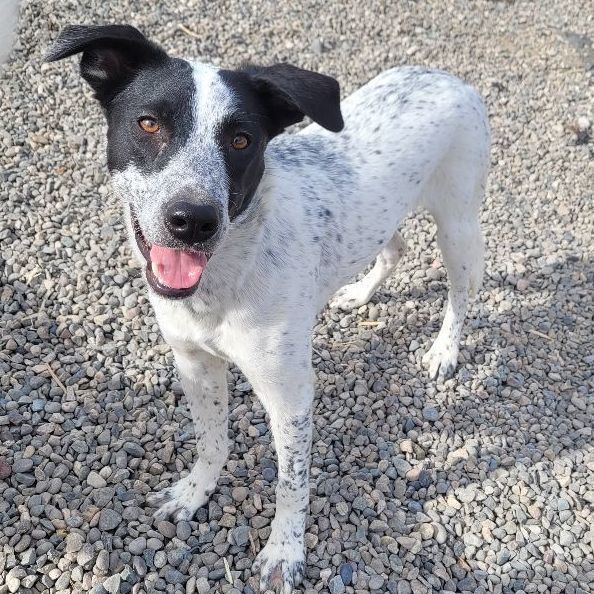 Mateo, Adoptable, Adult Male Australian Cattle Dog / Blue Heeler.