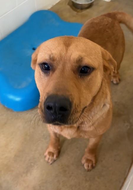 Enlarge Bosco, an adopted mixed breed in Prudenville, MI image 1/1