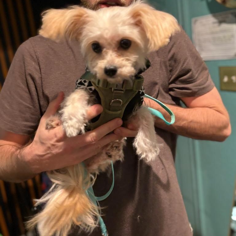 Buddy, adopted, Adult Male Cavapoo.