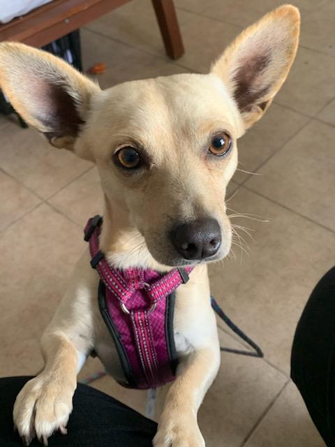 Enlarge Rocky, a Adopted Chihuahua in Houston, TX image 1/3