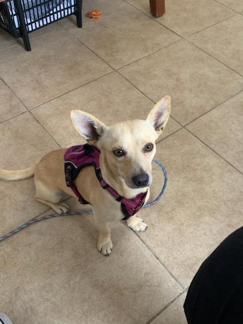 Enlarge Rocky, a Adopted Chihuahua in Houston, TX image 2/3