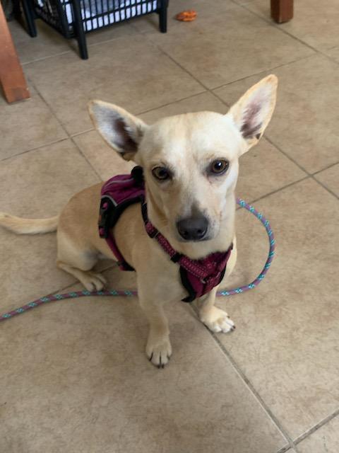 Enlarge Rocky, a Adopted Chihuahua in Houston, TX image 3/3