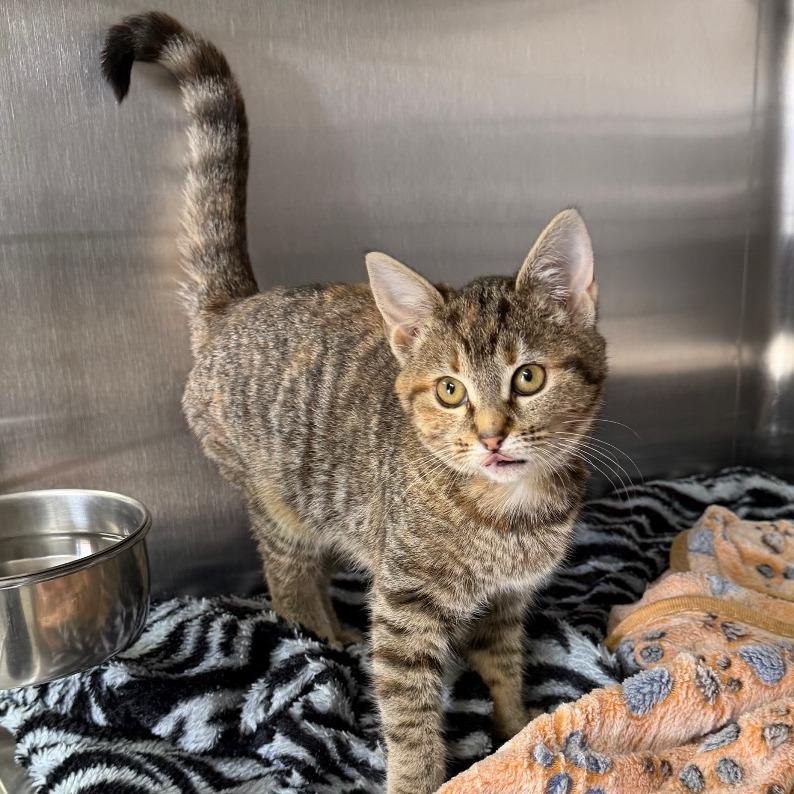 Enlarge Alfredo, a Adoptable Domestic Short Hair in Blairsville, GA image 1/1