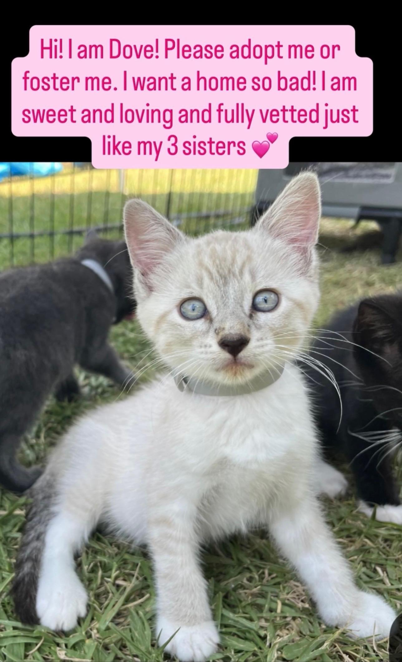Enlarge Dove, a Adopted Domestic Short Hair in Fullerton, CA image 1/1