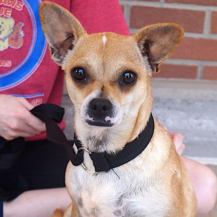 Cami, a ADOPTABLE mixed breed in Carrollton, TX image 1/4