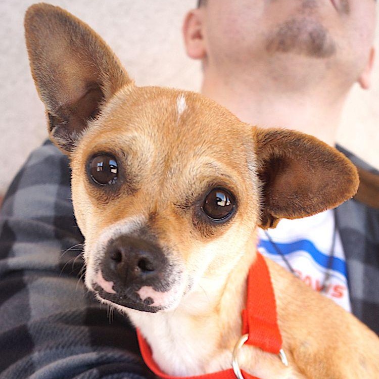 Cami, ADOPTABLE, Adult Female Chihuahua.