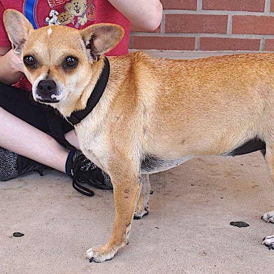 Cami, a ADOPTABLE mixed breed in Carrollton, TX image 4/4