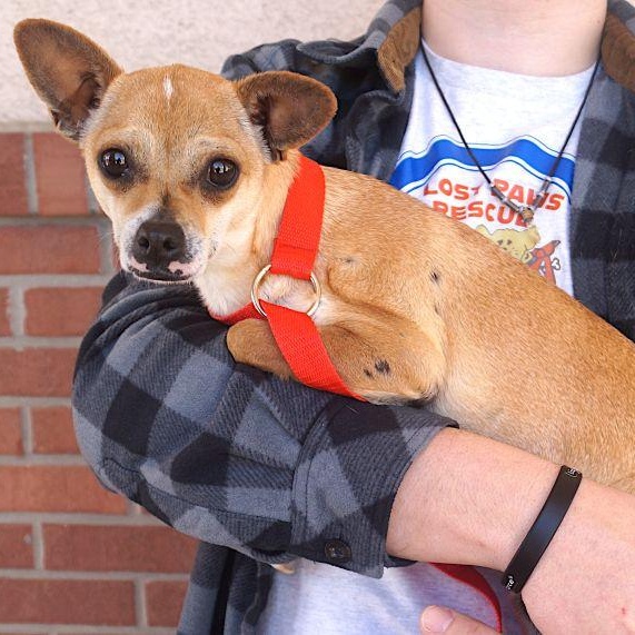 Cami, a ADOPTABLE mixed breed in Carrollton, TX image 2/2