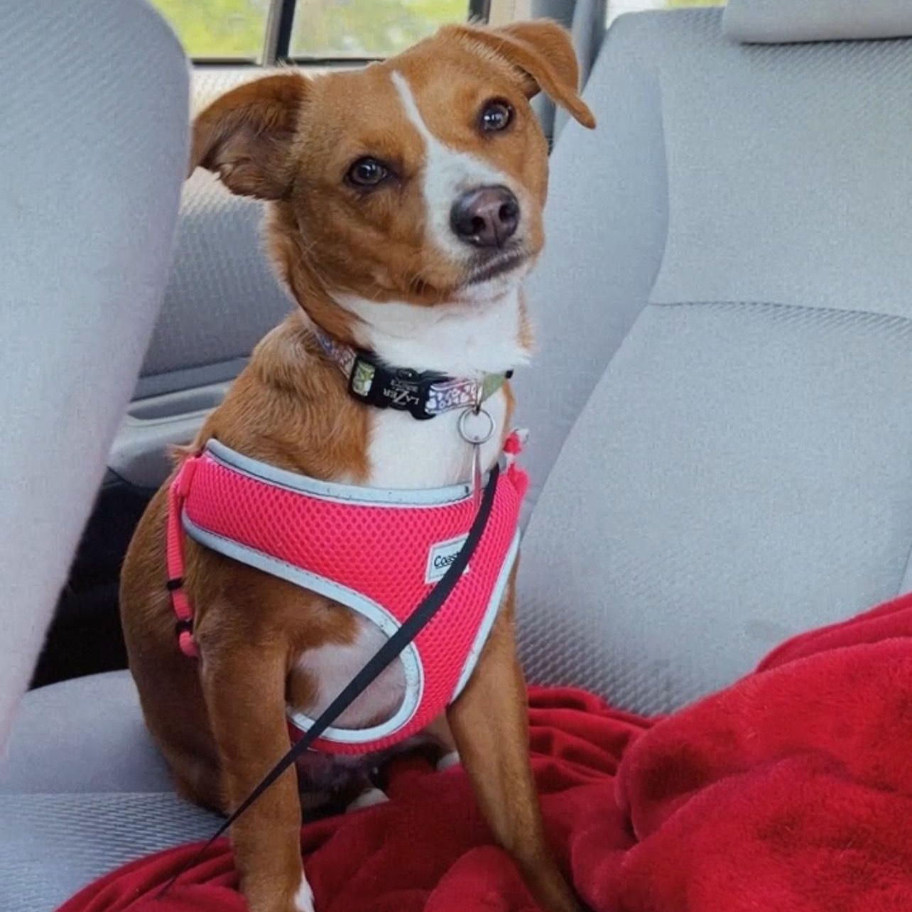 Enlarge Candi, a Adopted mixed breed in Spicewood, TX image 1/3