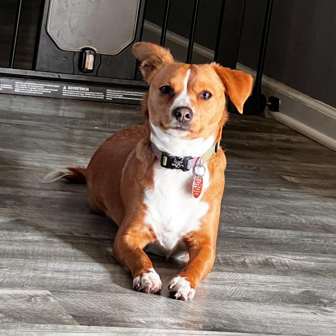 Enlarge Candi, a Adopted mixed breed in Spicewood, TX image 3/3