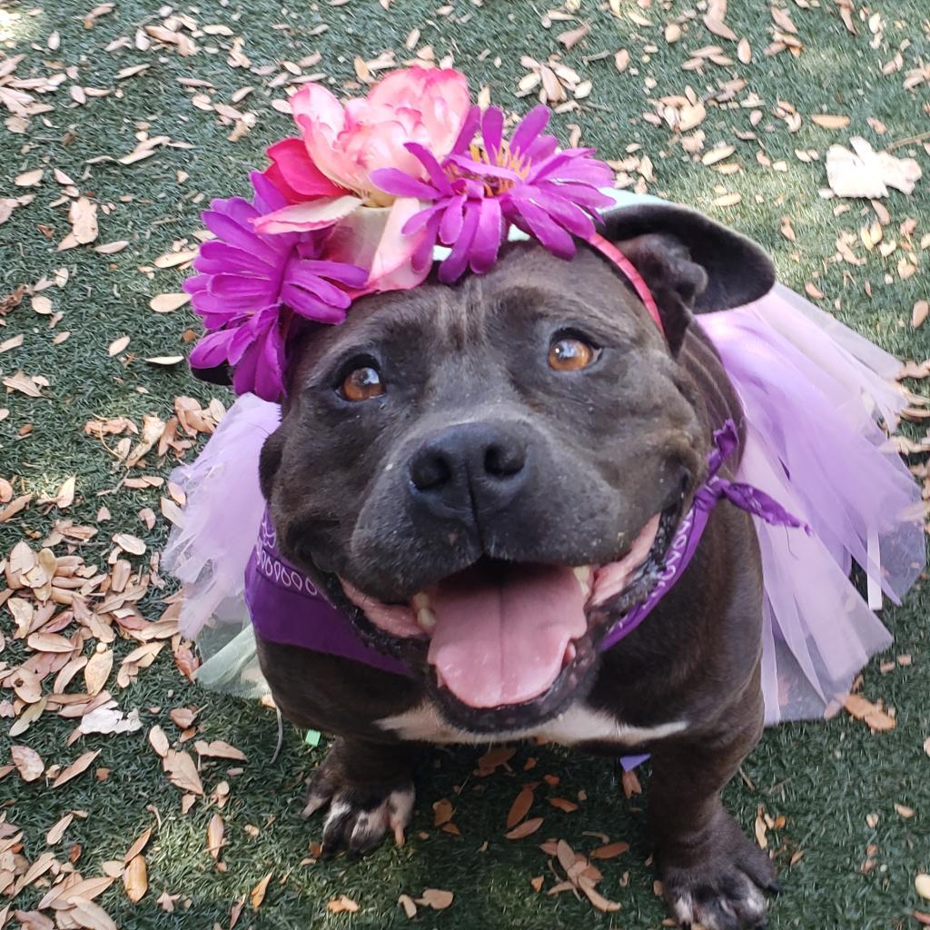 Barb — thumbnail 2