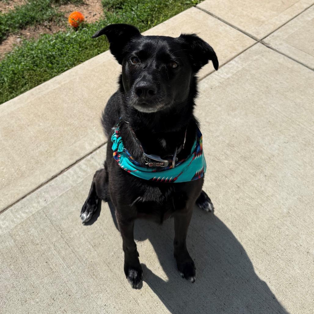 Pearl, Adoptable, Adult Female Shepherd.