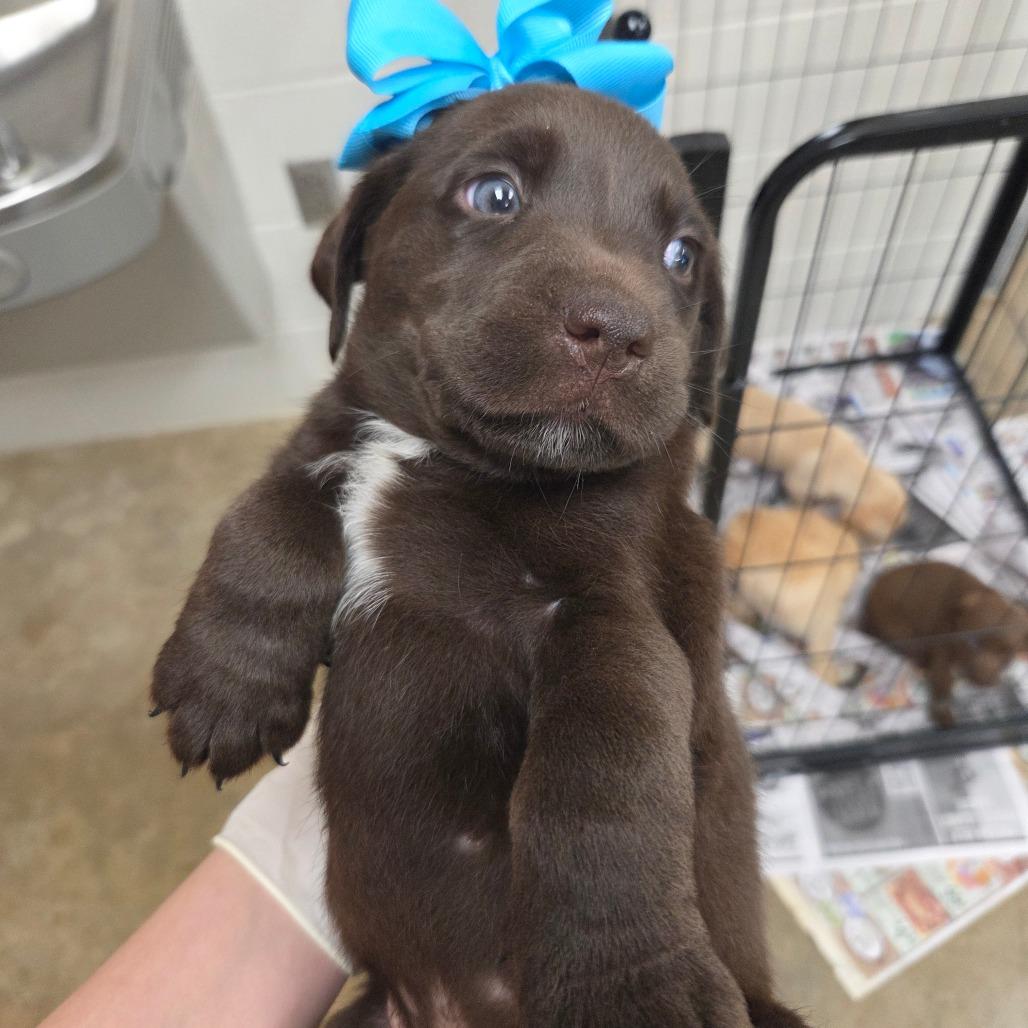 Enlarge Leonard (in PA), a Adoptable Retriever in Shoemakersville, PA image 2/2