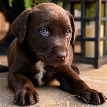 Leonard (in PA), Adoptable, Puppy Male Retriever.