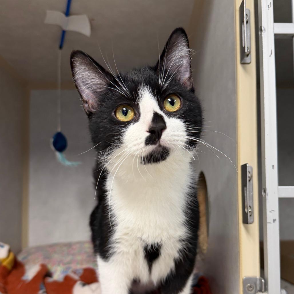 Enlarge Orion, a Adoptable Domestic Short Hair in Stillwater, OK image 1/1