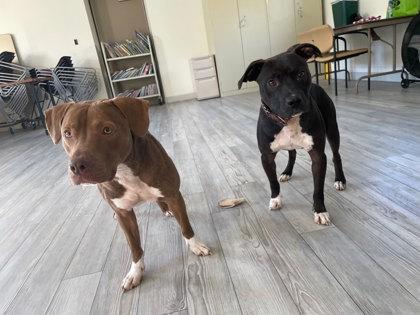 Enlarge Blue, a Adoptable mixed breed in South Bend, IN image 1/2