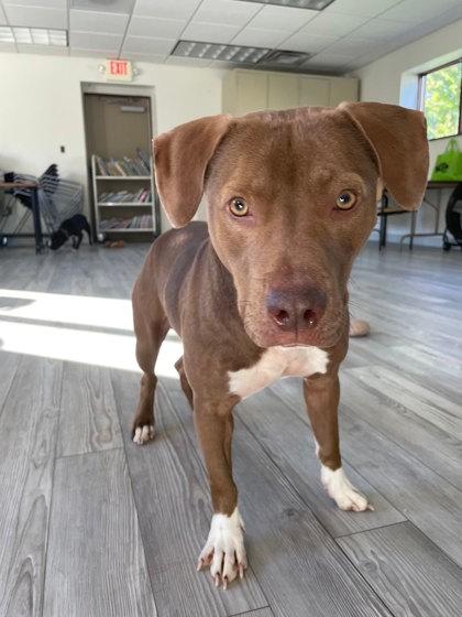 Blue, a Adoptable mixed breed in South Bend, IN image 2/2