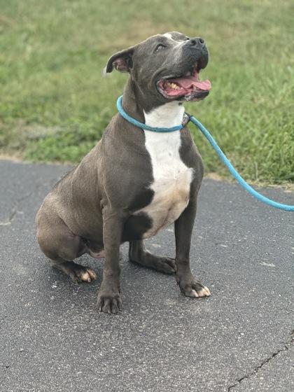 Marlo, a Adoptable mixed breed in Columbus, IN image 1/3