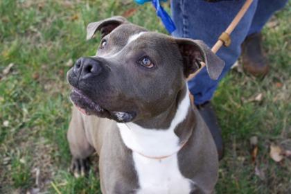 Enlarge Marlo, a Adoptable mixed breed in Columbus, IN image 2/3