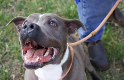Marlo, a Adoptable mixed breed in Columbus, IN image 4/6