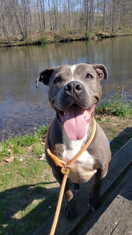 Marlo, Adoptable, Adult Male Pit Bull Terrier & Mixed Breed.