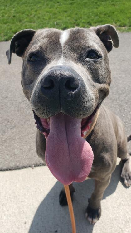 Enlarge Marlo, a Adoptable mixed breed in Columbus, IN image 2/3