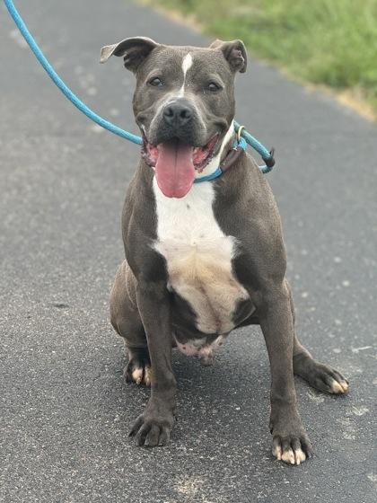 Marlo, a Adoptable mixed breed in Columbus, IN image 5/6