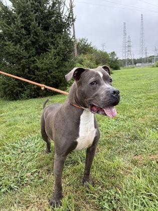 Enlarge Marlo, a Adoptable mixed breed in Columbus, IN image 3/3