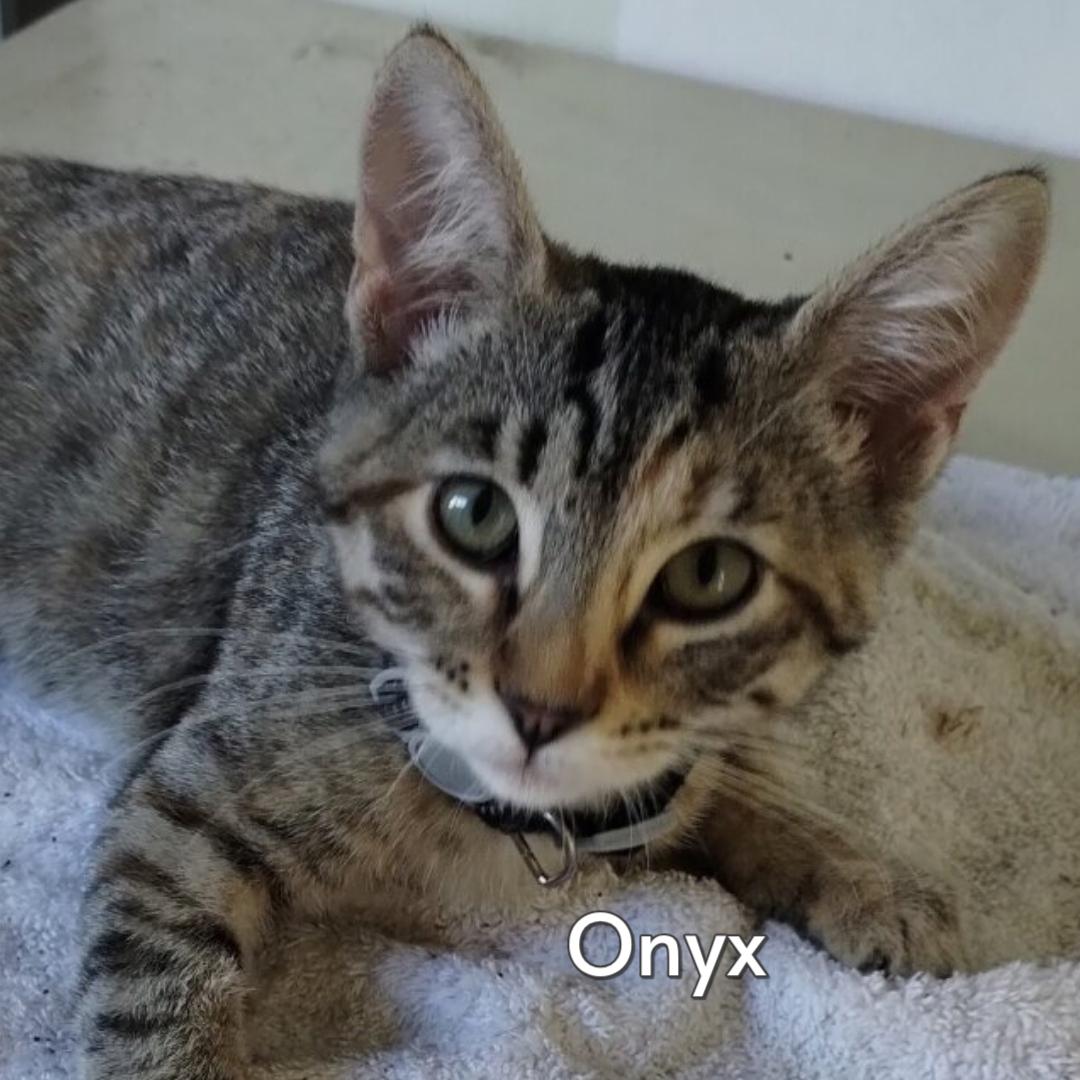 Enlarge Onyx (Courtesy Posting), an adopted mixed breed in Hermosa Beach, CA image 1/1