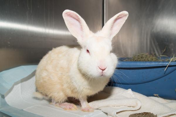 MONSTER CARROT, Adoptable, Adult Male Bunny Rabbit.