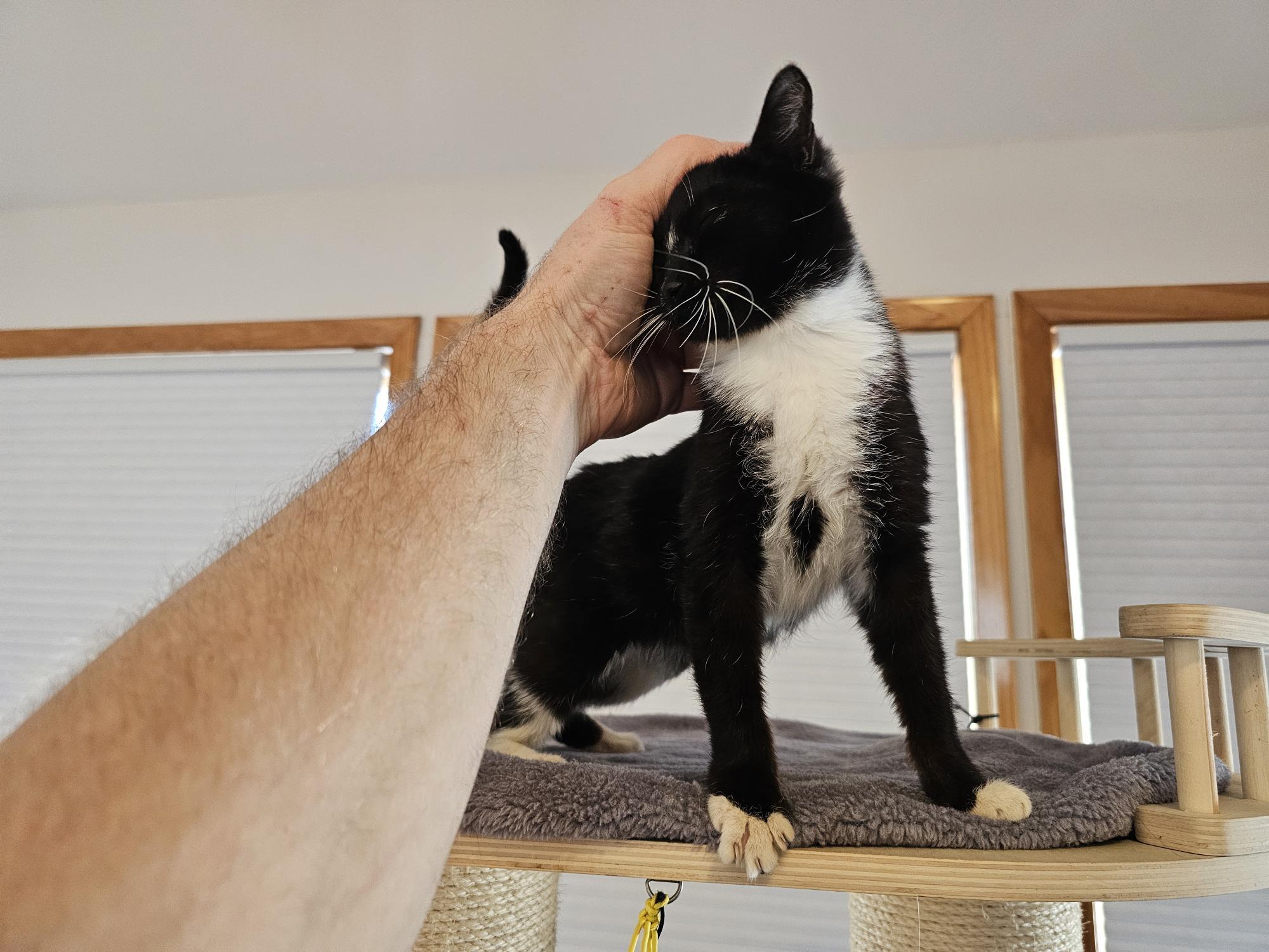 Enlarge Scarlett, an adopted Domestic Short Hair in Glastonbury, CT image 1/4