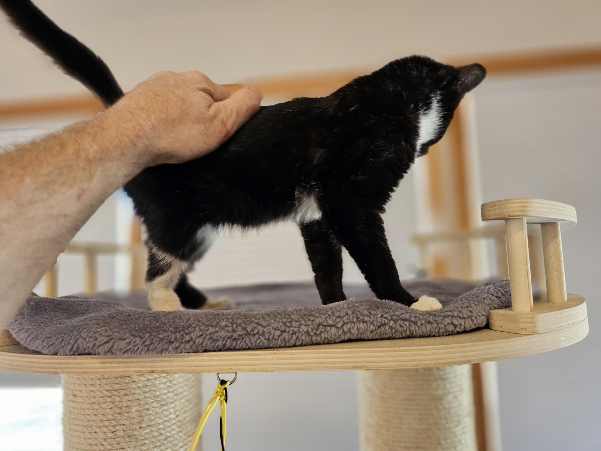 Enlarge Scarlett, an adopted Domestic Short Hair in Glastonbury, CT image 3/4
