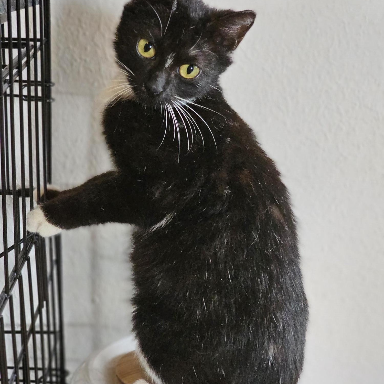 Enlarge Scarlett, an adopted Domestic Short Hair in Glastonbury, CT image 2/4