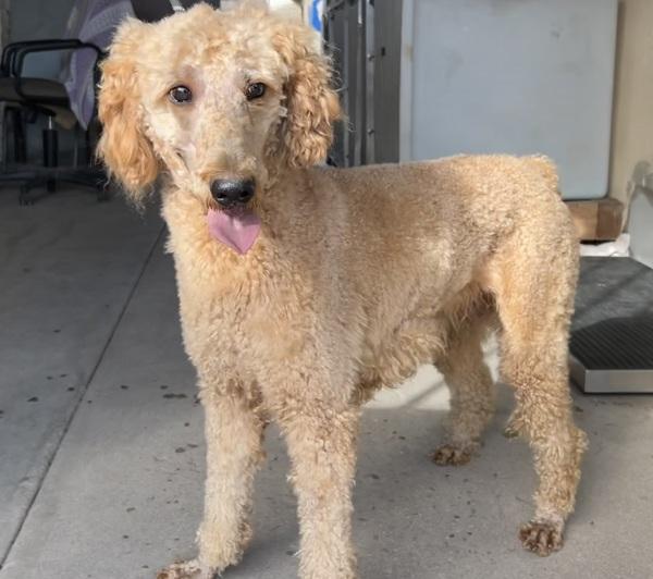 Enlarge Vesta, a Adoptable mixed breed in San Gabriel, CA image 1/1