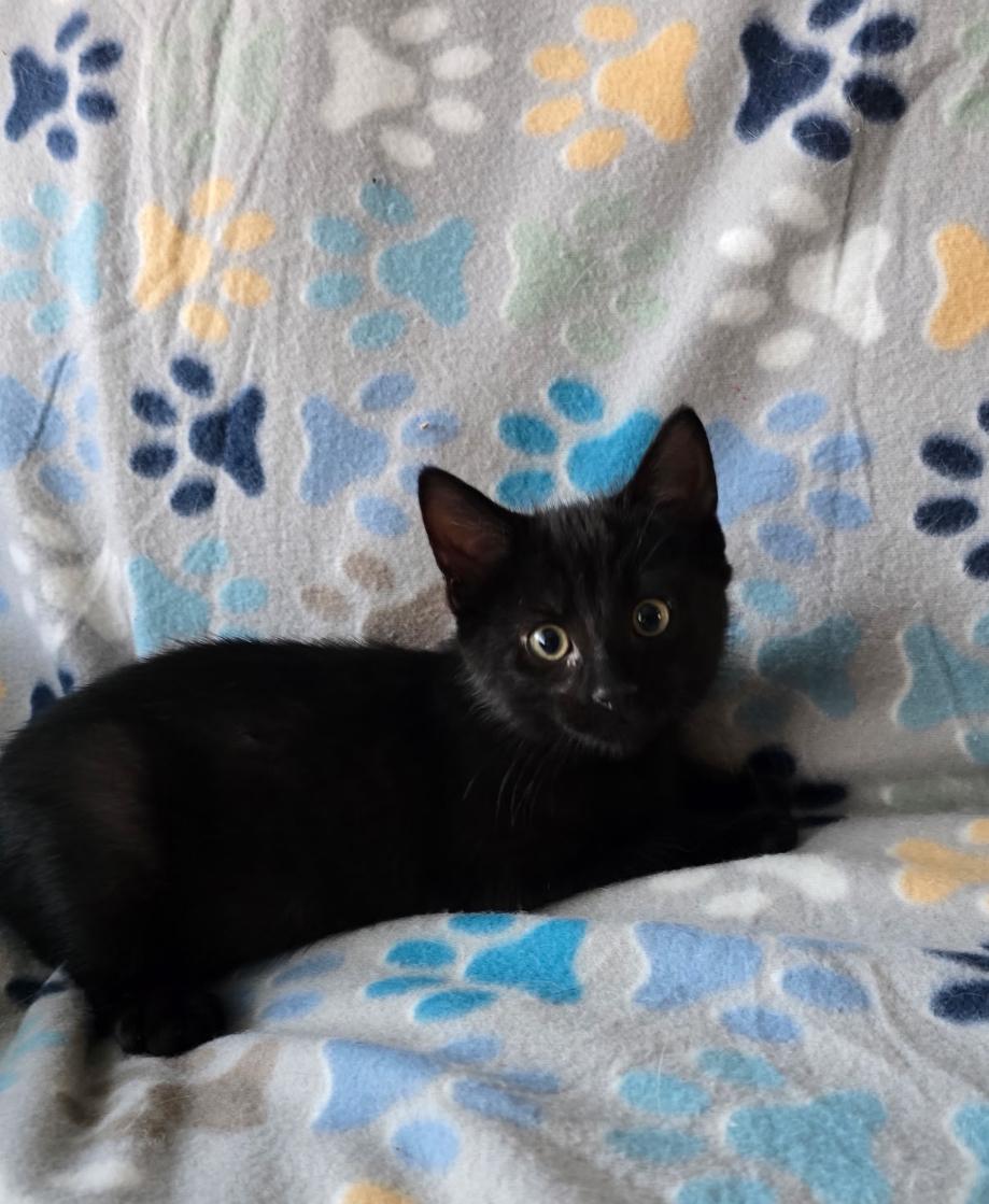 EEVEE & DITTO, a Adoptable Domestic Short Hair image 2/6